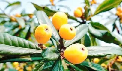 枇杷熱了 鄉(xiāng)村旺了--浙江德清整合品牌資源助推傳統(tǒng)特產(chǎn)變富民產(chǎn)業(yè)紀(jì)實(shí)