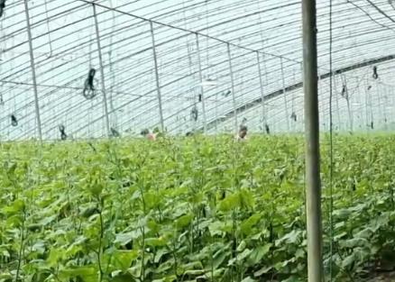 從“冬閑”變“冬忙” 反季節(jié)種植讓村民“富起來”鄉(xiāng)村振興“火起來”