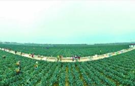 “中國西蘭花之鄉(xiāng)”江蘇響水，如何進一步“心花怒放”？