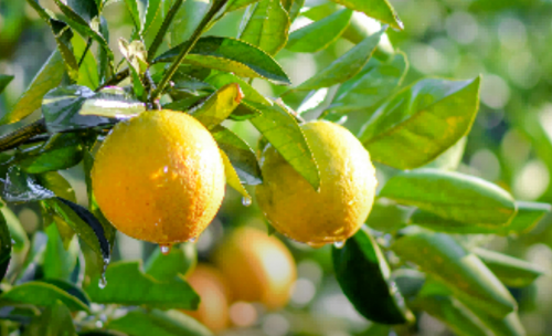 百果園技術(shù)驅(qū)動(dòng)“橙以橙”品質(zhì)躍升，采購量增68%