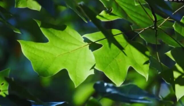 “十四五”期間我國(guó)野生植物保護(hù)取得重要進(jìn)展