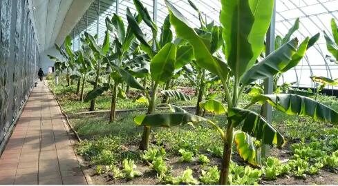 黑龍江雞西：設施農業(yè)賦能 寒地結出南果