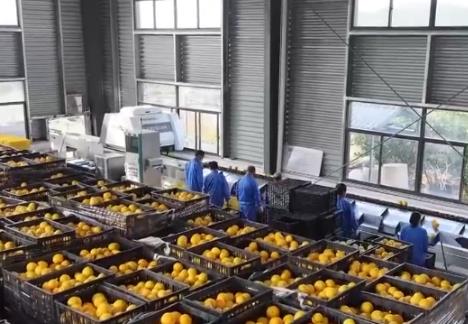 “小農(nóng)機(jī)”變成農(nóng)民“金扁擔(dān)” 數(shù)智化賦能十萬畝果園“鏈”起富民大產(chǎn)業(yè)