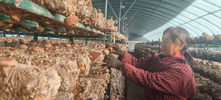 河南省濟(jì)源市大峪鎮(zhèn)農(nóng)民大棚致富