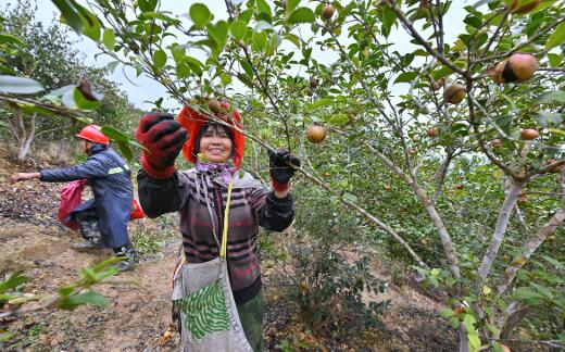 鄉(xiāng)村旅游 特色產業(yè) 三產融合——福建永泰“三方共富”繪就鄉(xiāng)村振興新圖景