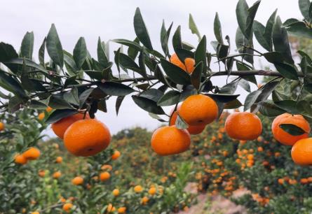 南豐蜜桔：天地合釀，何以成為“中國蜜桔之鄉(xiāng)”？