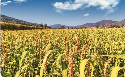 山西：實施農(nóng)業(yè)