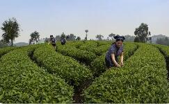 四川犍為推動“就業(yè)名片”向“產(chǎn)業(yè)引擎”加速升級