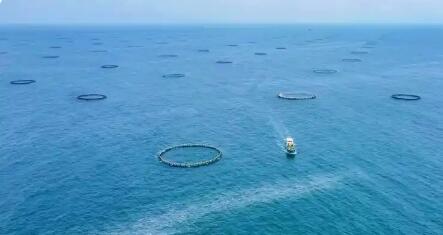 跨進(jìn)深遠(yuǎn)海 廣東全產(chǎn)業(yè)鏈深耕“藍(lán)色糧倉(cāng)”