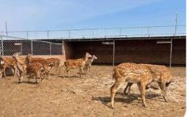 陜西神木：特色養(yǎng)殖“多點開花”興業(yè)富民