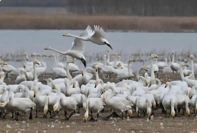 百鳥(niǎo)云集溫泉復(fù)涌 河南多地生態(tài)向好