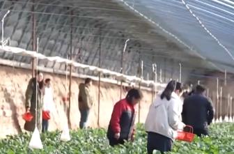 節(jié)日消費(fèi)市場(chǎng)“熱”力十足、文化味兒濃 “菜籃子”“果盤子”供應(yīng)豐富穩(wěn)定