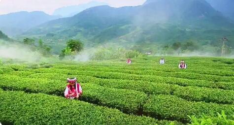 四川攀枝花：三向發(fā)力做強做優(yōu)特色茶產(chǎn)業(yè)