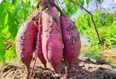 山西甘薯創(chuàng)新成果亮相全國(guó)產(chǎn)業(yè)博覽會(huì)