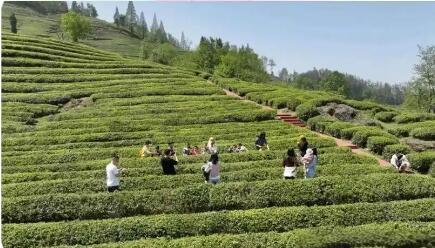 一片茶葉富山鄉(xiāng) 湖北?？低苿觽鹘y(tǒng)茶產(chǎn)業(yè)深度轉(zhuǎn)型
