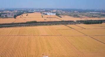 1.43萬億斤！為何今年全國糧食產(chǎn)量再創(chuàng)新高？