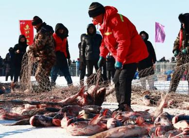 “冰湖騰魚”產業(yè)興 黑龍江冷水魚香飄全國