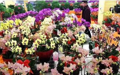 2025年前11月云南出口鮮切花規(guī)模居全國首位