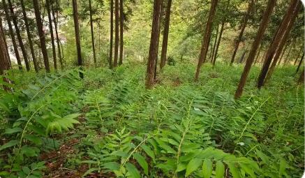 貴州林下黃精產(chǎn)業(yè)：打綠色生態(tài)牌，走精深加工路