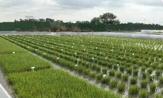 海南發(fā)布南繁種業(yè)標(biāo)準(zhǔn)體系賦能種業(yè)高質(zhì)量發(fā)展