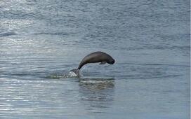 十大行動(dòng)！我國(guó)實(shí)施長(zhǎng)江江豚拯救行動(dòng)計(jì)劃（2026—2035年）