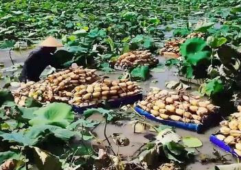 “寶應(yīng)荷藕”入選國(guó)家級(jí)農(nóng)業(yè)品牌精品培育名單，“中國(guó)荷藕之鄉(xiāng)”再添“國(guó)字號(hào)”