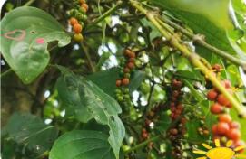 海南胡椒種植面積與產(chǎn)量均居全國首位