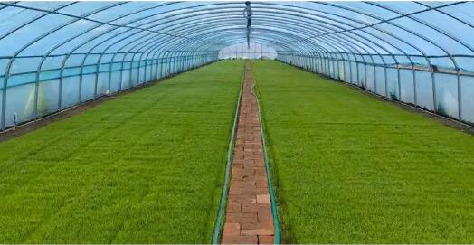 科技“點(diǎn)綠”冬季　設(shè)施農(nóng)業(yè)成為農(nóng)民增收“新引擎”