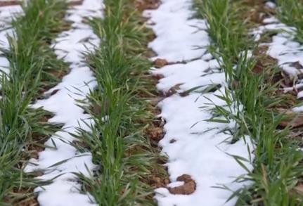 柑橘甜、菜飄香 冬日的田野蘊(yùn)藏勃勃生機(jī) 果蔬豐收助力鄉(xiāng)村振興