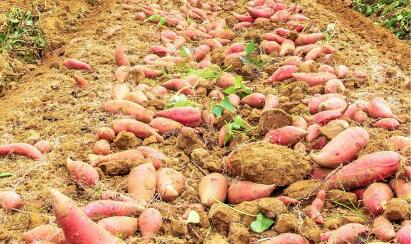 山西運城甘薯產(chǎn)業(yè)精準施策尋求新突破