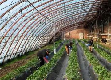 山西高平：智慧農(nóng)業(yè)顯身手 溫室大棚好“豐”景