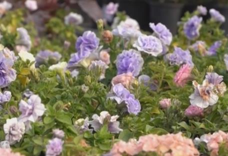 居民“菜籃子”持續(xù)上新供應(yīng)足 新年消費(fèi)市場紅紅火火“熱氣騰騰”