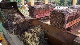 確保將一根甘蔗“吃干榨盡” 廣西來賓構(gòu)建五大循環(huán)經(jīng)濟產(chǎn)業(yè)鏈