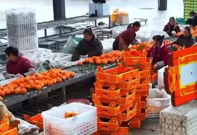 科技加持讓致富果“甜”上加“值” “顏值關(guān)”疊加“低碳關(guān)”成為農(nóng)產(chǎn)品過硬競爭力