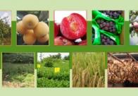 福建新增53個(gè)全國(guó)名特優(yōu)新農(nóng)產(chǎn)品