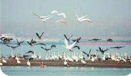 新一批長江流域國家重點保護水生野生動物重要棲息地名錄發(fā)布