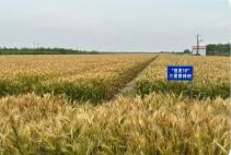 四年攻關(guān)培育兼顧產(chǎn)量與口感的良種——旱堿麥的逆襲