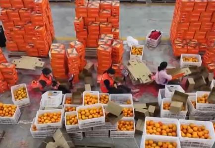 “數(shù)字+農(nóng)業(yè)”助推特色農(nóng)產(chǎn)品“出圈” 精細(xì)化服務(wù)提質(zhì)增效讓農(nóng)戶得實(shí)惠