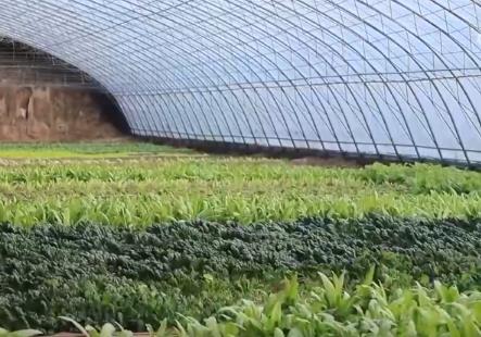 “新技術+冷鏈+精準把控”保障蔬果供應鎖鮮快達 百姓“菜籃子”物豐質(zhì)優(yōu)