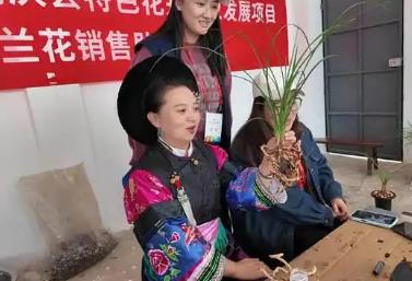 “中國(guó)名蘭之鄉(xiāng)”云南省鶴慶縣：讓傳統(tǒng)花卉成增收致富新引擎