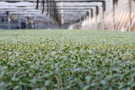 濰坊昌樂(lè)：“好種苗”賦能“強(qiáng)產(chǎn)業(yè)” 擦亮“中國(guó)西瓜之鄉(xiāng)”金招牌