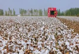 從新疆沙雅棉田看產(chǎn)業(yè)智能化