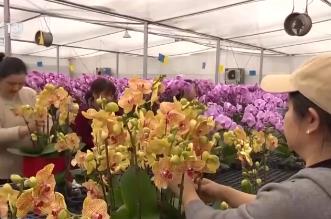 集市人氣旺、年宵花爭(zhēng)艷 “年貨消費(fèi)”活力充沛激發(fā)經(jīng)濟(jì)增長(zhǎng)新動(dòng)能