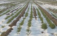 今年首場寒潮來襲，對農(nóng)業(yè)生產(chǎn)影響幾何？