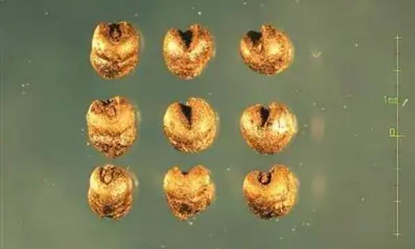 中國(guó)社科院發(fā)布重大考古成果讓遺存不再存疑