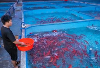 中國東星斑之鄉(xiāng)，居然是海南這個小城