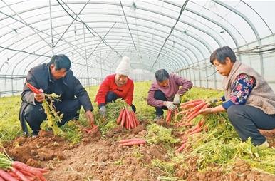 農(nóng)村實(shí)用人才達(dá)185.5萬(wàn)人，河南大力培育農(nóng)業(yè)人才隊(duì)伍