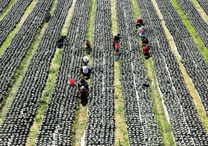 山西省呂梁市推動(dòng)食用菌產(chǎn)業(yè)跨越發(fā)展