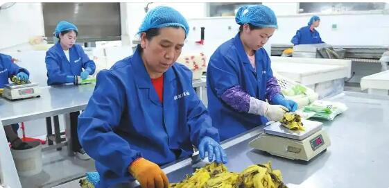 脫貧人口務(wù)工就業(yè)規(guī)模連續(xù)5年穩(wěn)定在3000萬人以上