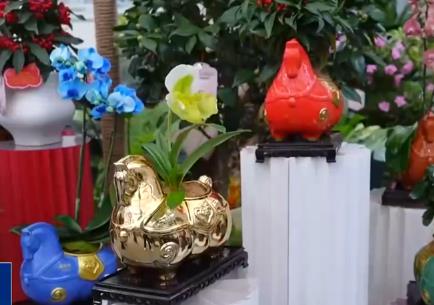 “五花馬”“小清新”……年宵花“花”式上新成為節(jié)日消費市場“當紅”產(chǎn)品
